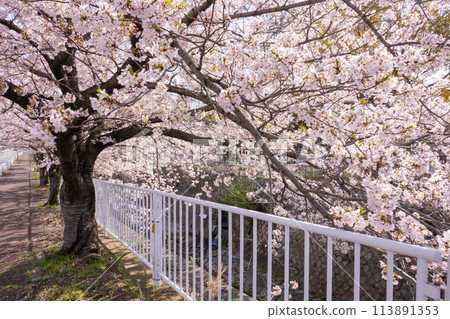 Cherry blossom trees along Myohoji River Cherry blossom trees along Myohoji River 113891353