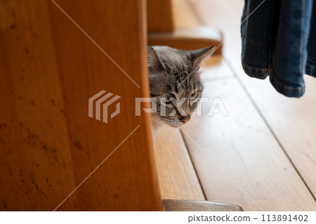 A Siamese tabby cat looking at me from under a chair 113891402