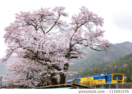 Cherry blossoms and train in Hida Ichinomiya 113891476