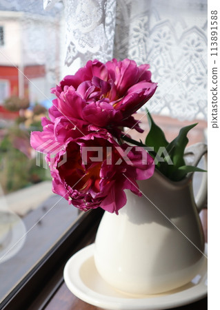 Arranging double-flowered tulips blooming in the garden 113891588