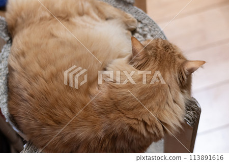 Sleeping cat, tea tabby cat 113891616