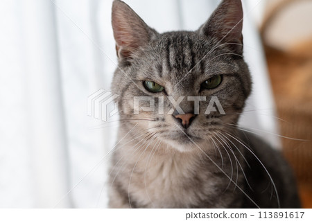 The staring cat, the Sabatra cat The staring cat, the Sabatra cat 113891617