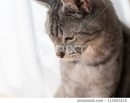 The staring cat, the Sabatra cat 113891618