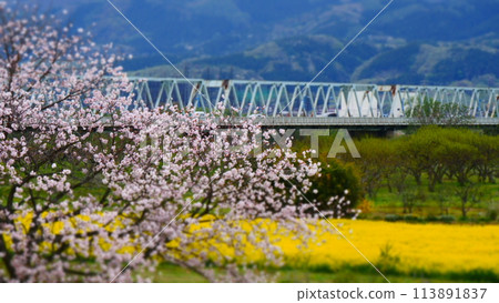 A riverbank filled with double cherry blossoms and rape blossoms 113891837