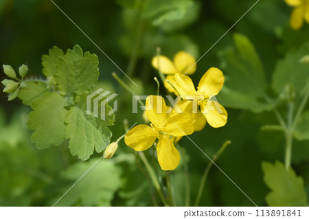 Greater celandine 113891841