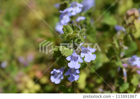 Ground ivy 113891867