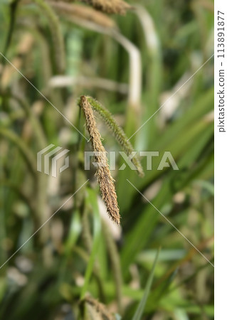 Pendulous Sedge Pendulous Sedge 113891877