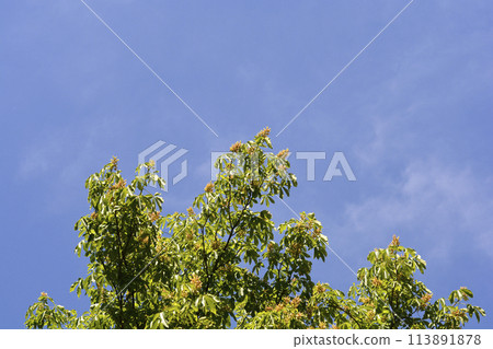Yellow buckeye 113891878