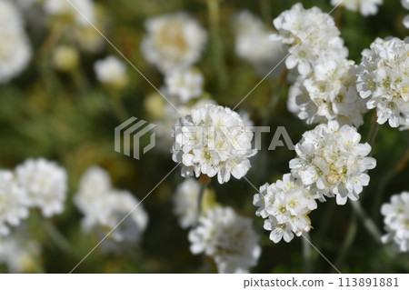 Sea Thrift Alba Sea Thrift Alba 113891881