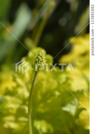 Coral Bells Electric Lime 113891882