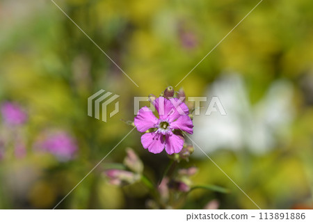 Sticky catchfly 113891886