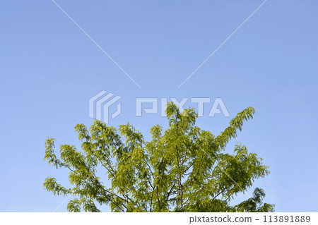 Thornless Honey locust Thornless Honey locust 113891889
