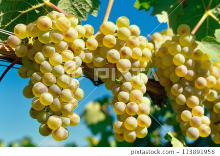 Ripe white grapes hanging on vines under sunny sky 113891958