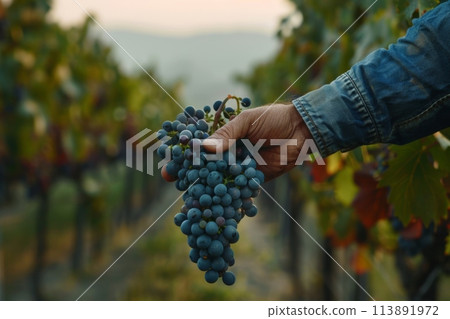 Hand picking fresh grapes in a vineyard at sunset 113891972