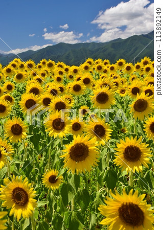 在藍天發光的向日葵領域 113892149