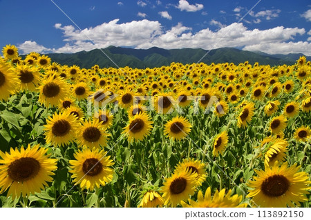 在藍天發光的向日葵領域 113892150