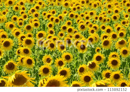 A sunflower field that shines in the blue sky 113892152