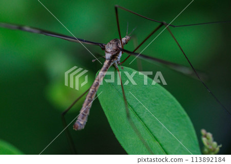 Crane fly resting on a leaf 113892184