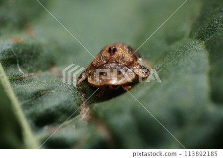 Camelliopoda Camelliopoda 113892185