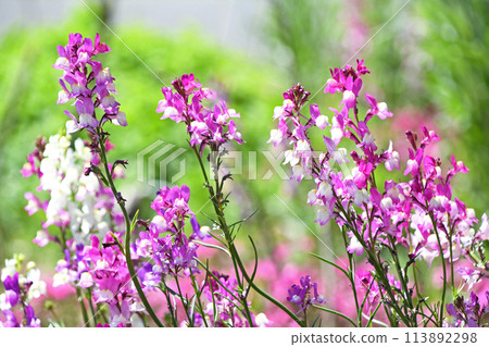 Linaria (Hime Goldfish) 113892298