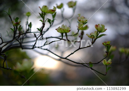Flowers shining against the sun 113892299