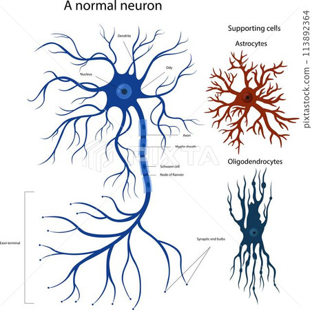 supporting cells Oligodendrocytes and astrocytes. Structure of a neuron. 113892364