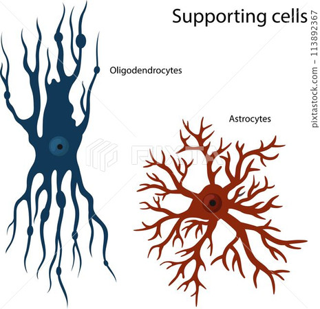 supporting cells Oligodendrocytes and astrocytes. 113892367