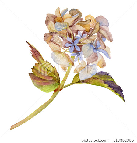 Hand drawn watercolor illustration shabby boho botanical flowers leaves. Hydrangea hortensia purple withered inflorescence stems. Composition isolated on white background. Design wedding, love cards Hand drawn watercolor illustration shabby boho botanical flowers leaves. Hydrangea hortensia purple withered inflorescence stems. Composition isolated on white background. Design wedding, love cards 113892390
