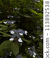 Hydrangea flower 113892538
