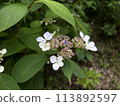Hydrangea flower 113892597