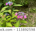 Hydrangea flower 113892598