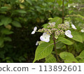 Hydrangea flower 113892601