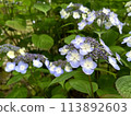 Hydrangea flower 113892603