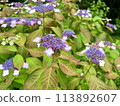 Hydrangea flower 113892607