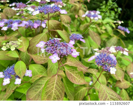 Hydrangea flower Hydrangea flower 113892607