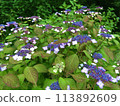 Hydrangea flower 113892609