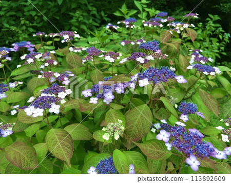 Hydrangea flower Hydrangea flower 113892609