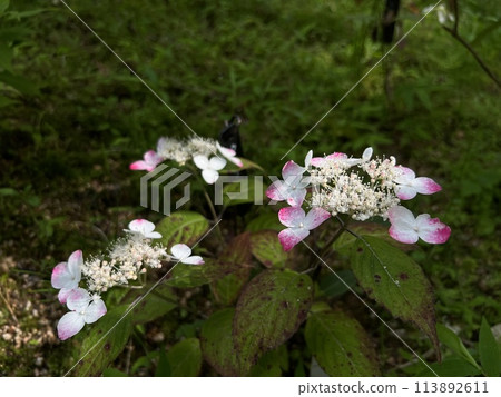 Hydrangea flower Hydrangea flower 113892611