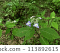 Hydrangea flower 113892615