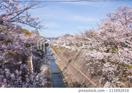 Cherry blossom trees along Myohoji River Cherry blossom trees along Myohoji River 113892658