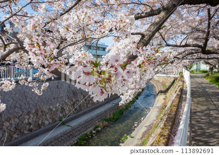 Cherry blossom trees along Myohoji River 113892691