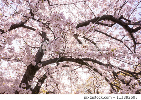 妙法寺川櫻花樹 妙法寺川櫻花樹 113892693