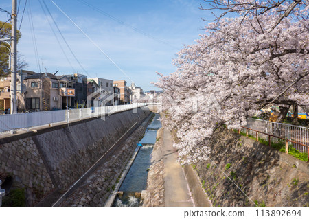妙法寺川櫻花樹 妙法寺川櫻花樹 113892694