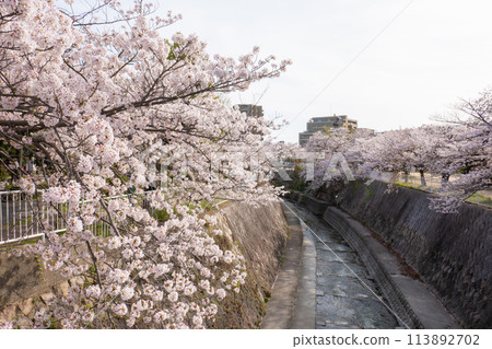 妙法寺川櫻花樹 113892702