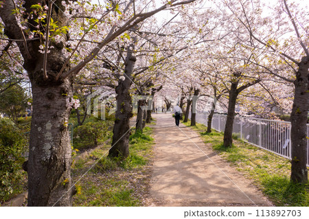 妙法寺川櫻花樹 113892703