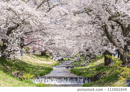 Spring cherry blossom trees in full bloom along the Kannonji River in Inawashiro, Fukushima Prefecture Spring cherry blossom trees in full bloom along the Kannonji River in Inawashiro, Fukushima Prefecture 113892849
