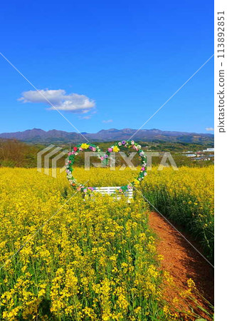 Rape field in full bloom, Ventengarten, Kaminoyama 113892851