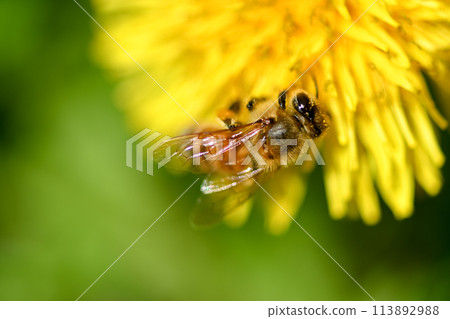 蒲公英x蜜蜂 蒲公英x蜜蜂 113892988