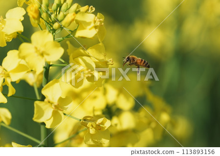蜜蜂收穫油菜花 113893156