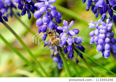 穆斯卡里x蜜蜂 113893266